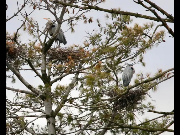 Great blue herons on the Sudbury Reservoir in Southborough, photographed by Steve Forman.