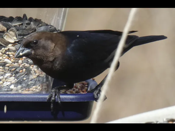 A brown-headed cowbird in Sudbury, photographed by Sharon Tentarelli.