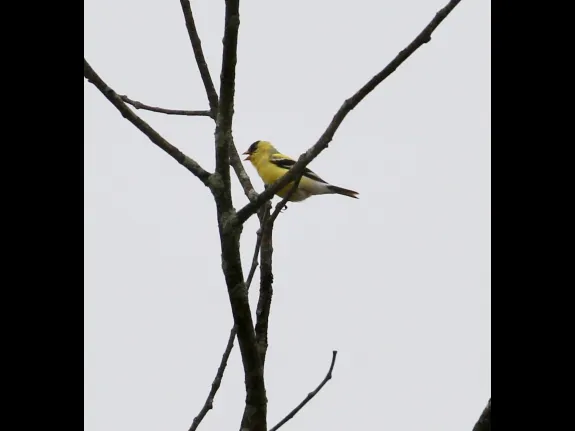 An American goldfinch at Breakneck Hill Conservation Land in Southborough, photographed by Steve Forman.