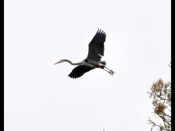 A great blue heron at the Sudbury Reservoir in Southborough, photographed by Steve Forman.