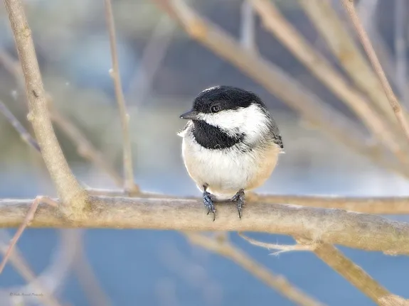 A black-capped chickadee in Northborough, photographed by Sandy Howard.