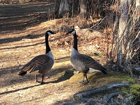 Canada geese on a trail in Sudbury, photographed by Marie Rock.