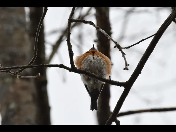 An eastern bluebird in Maynard, photographed by Gail Sartori.