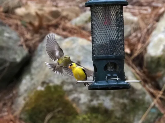 American goldfinches in Southborough, photographed by Eileen Samberg.