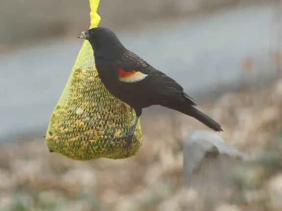 A red-winged blackbird in Lincoln, photographed by Harold McAleer.