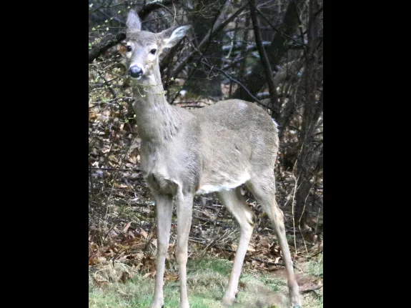 A white-tailed deer in Framingham, photographed by Steve Forman.