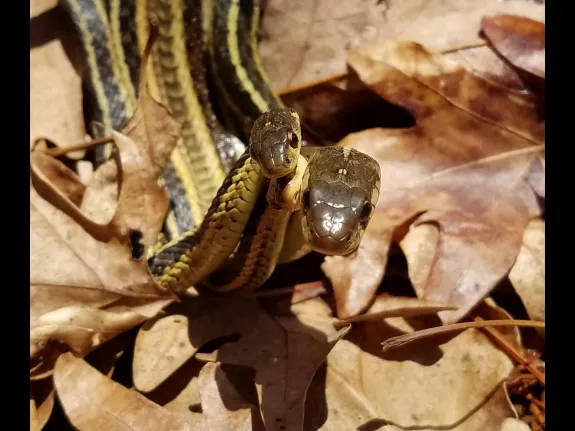 Mating common garter snakes in Maynard, photographed by Lisa Vernegaard.