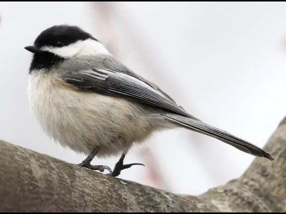 A black-capped chickadee at Breakneck Hill Conservation Land in Southborough, photographed by Steve Forman.