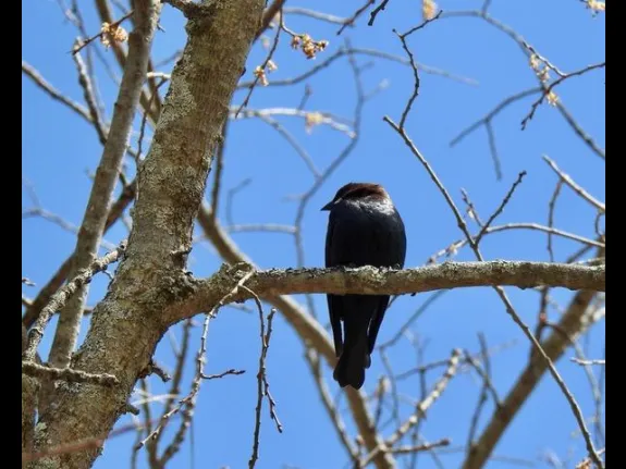 A brown-headed cowbird at the Community Gardens in Wayland, photographed by Connie Schlotterbeck.