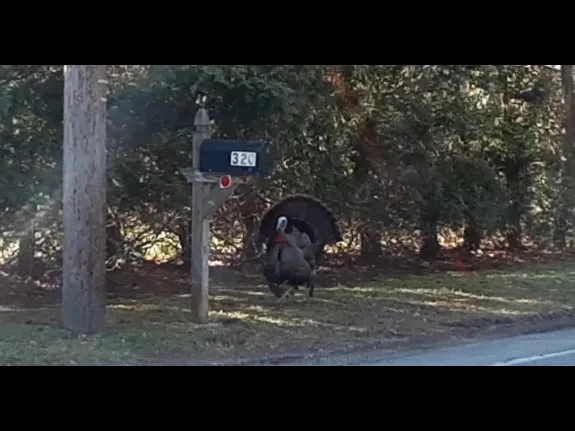 A turkey in Hudson, photographed by Bill Watt.