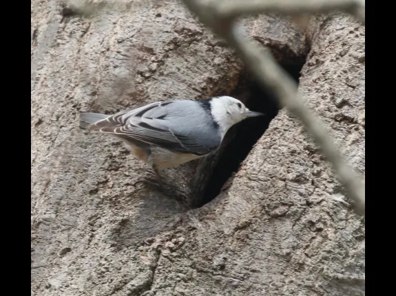A white-breasted nuthatch nesting at Breakneck Hill Conservation Land in Southborough, photographed by Steve Forman.