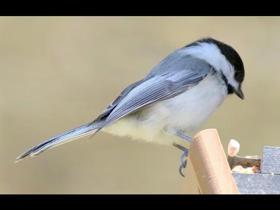 A black-capped chickadee in Framingham, photographed by Steve Forman.