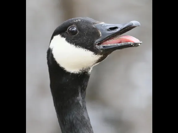 A Canada goose at Hager Pond in Marlborough, photographed by Steve Forman.