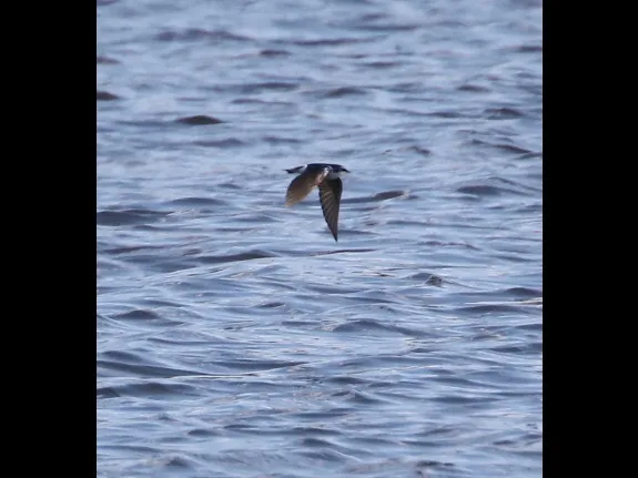 A tree swallow at Hager Pond in Marlborough, photographed by Steve Forman.