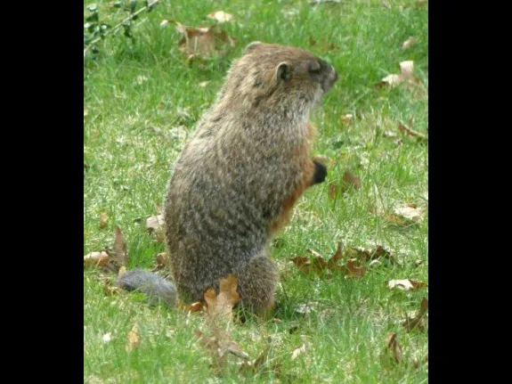 A woodchuck in Lincoln, photographed by Harold McAleer.