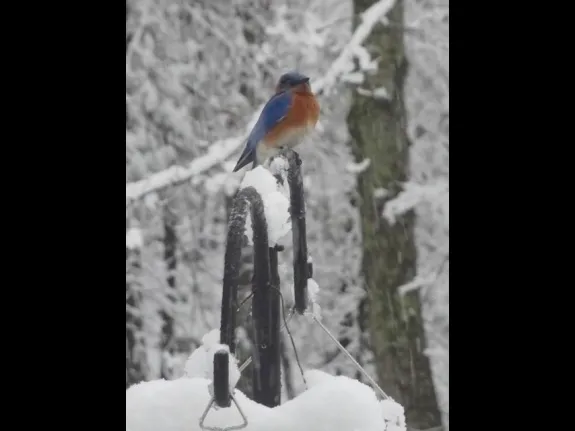 An eastern bluebird in Sudbury, photographed by Peg Espinola.