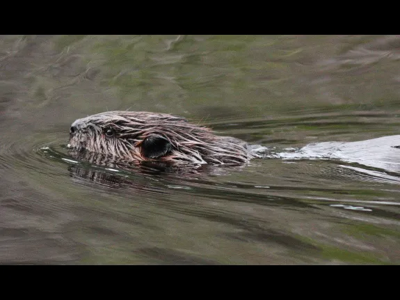 A beaver at SVT's Memorial Forest in Sudbury, photographed by Dan Trippe.