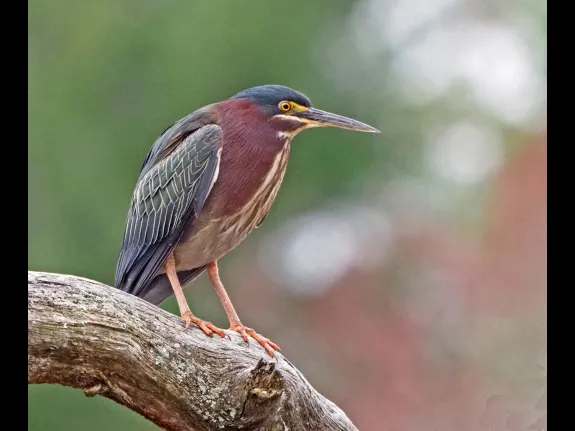 A green heron in Wayland, photographed by Joan Chasan.