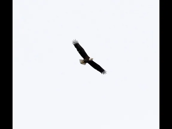 A bald eagle at Breakneck Hill Conservation Land in Southborough, photographed by Steve Forman.