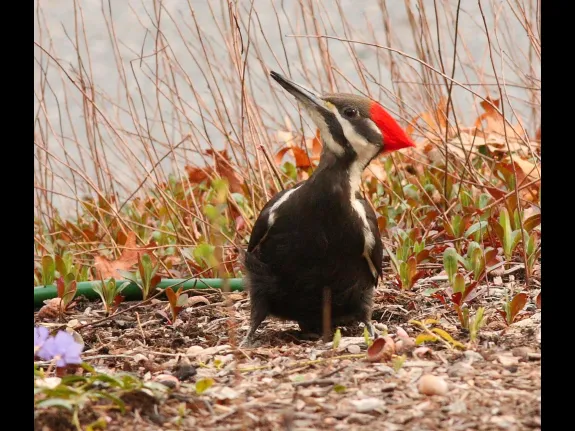 A pileated woodpecker in Sudbury, photographed by Dan Trippe.