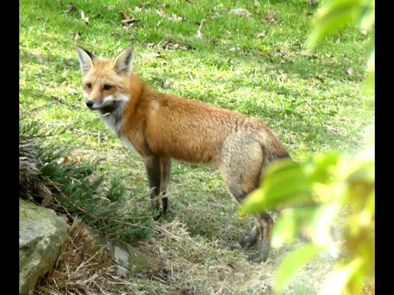 A red fox in Lincoln, photographed by Harold McAleer.