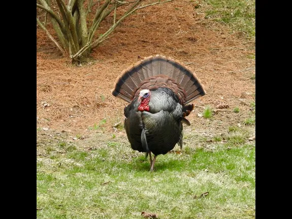 A turkey in Natick, photographed by Chuck Hill.