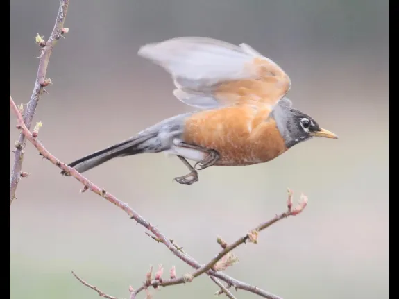 An American robin at Breakneck Hill Conservation Land in Southborough, photographed by Steve Forman.
