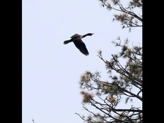 A double-crested cormorant at Sudbury Reservoir in Southborough, photographed by Steve Forman.