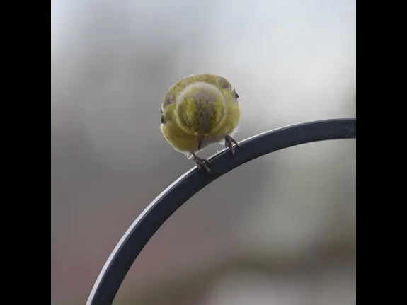 An American goldfinch in Maynard, photographed by Dany Pelletier.