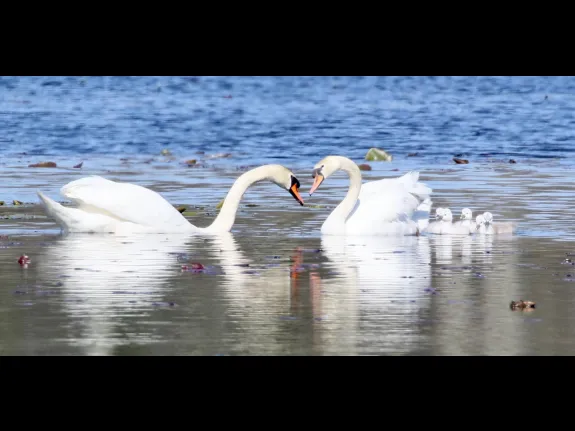 A family of mute swans in Northborough, photographed by Steve Forman.