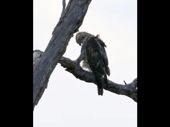 A red-tailed hawk in Sudbury, photographed by Steve Forman.