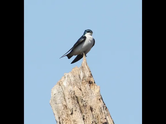 A tree swallow in Westborough, photographed by Steve Forman.