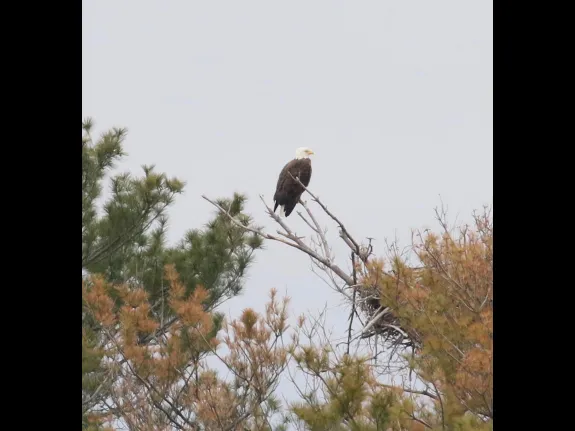 A bald eagle at Foss Reservoir in Framingham, photographed by Steve Forman.
