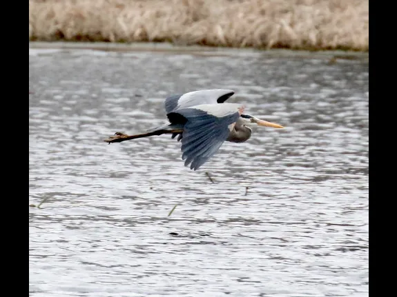 A great blue heron at Farm Pond in Framingham, photographed by Steve Forman.