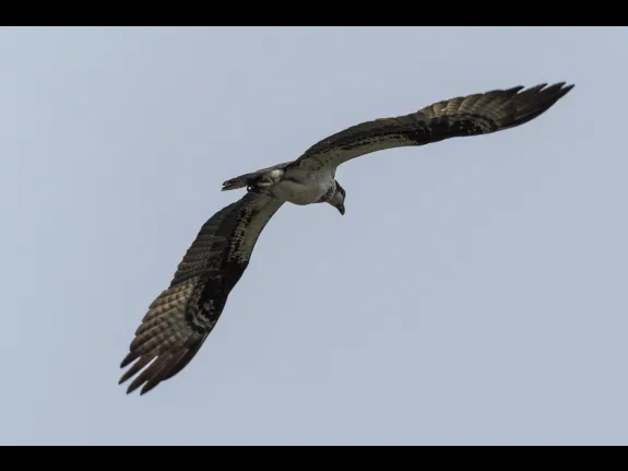 An osprey at Mill Pond in Maynard, photographed by Dany Pelletier.