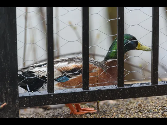A domestic mallard hybrid in Maynard, photographed by Dany Pelletier.