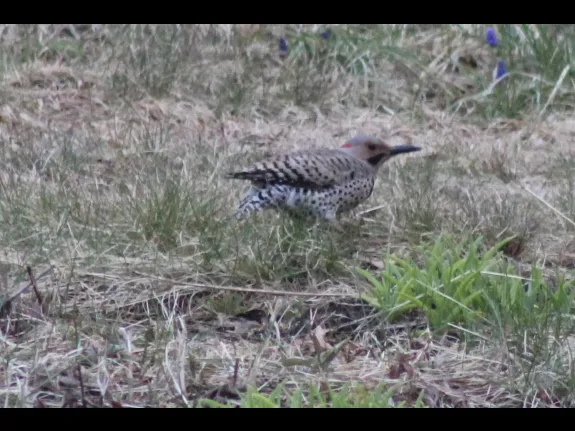 A northern flicker in Berlin.