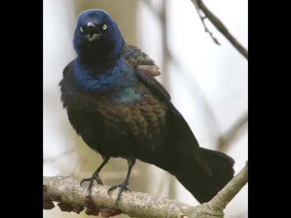 A common grackle in Framingham, photographed by Steve Forman.