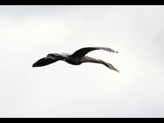 A great blue heron at Hager Pond in Marlborough, photographed by Steve Forman.