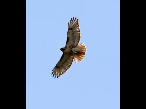 A red-tailed hawk at Breakneck Hill Conservation Land in Southborough, photographed by Steve Forman.