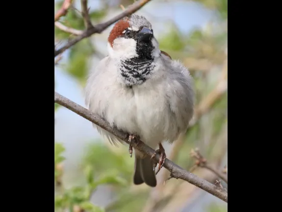 A house sparrow at Breakneck Hill Conservation Land in Southborough, photographed by Steve Forman.