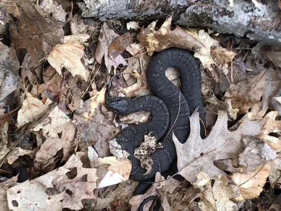 A northern water snake in Littleton, photographed by Christa Collins.