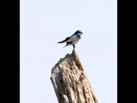 A tree swallow at Little Chauncy Pond in Westborough, photographed by Steve Forman.