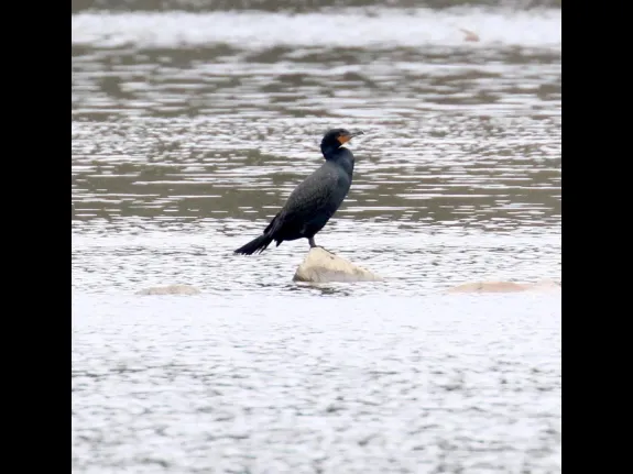 A double-crested cormorant at Hager Pond in Marlborough, photographed by Steve Forman.