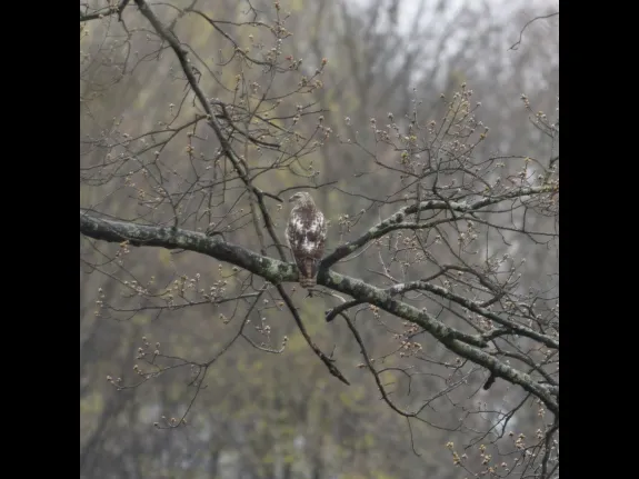 A red-tailed hawk in Maynard, photographed by Dany Pelletier.