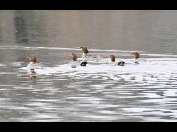Common mergansers in Southborough, photographed by Steve Forman.