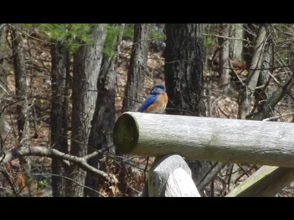 An eastern bluebird in Sudbury, photographed by Peg Espinola.