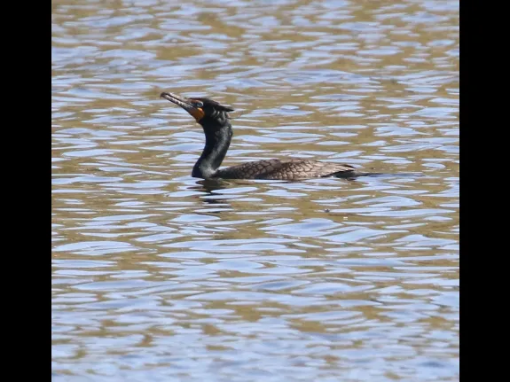 A double-crested cormorant at Hager Pond in Marlborough, photographed by Steve Forman.