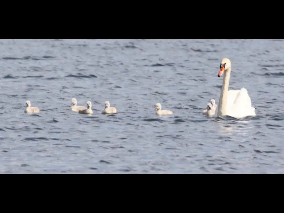 Mute swans at Farm Pond in Framingham, photographed by Steve Forman.
