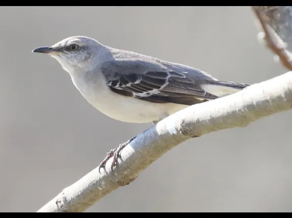 A northern mockingbird at Breakneck Hill Conservation Land in Southborough, photographed by Steve Forman.